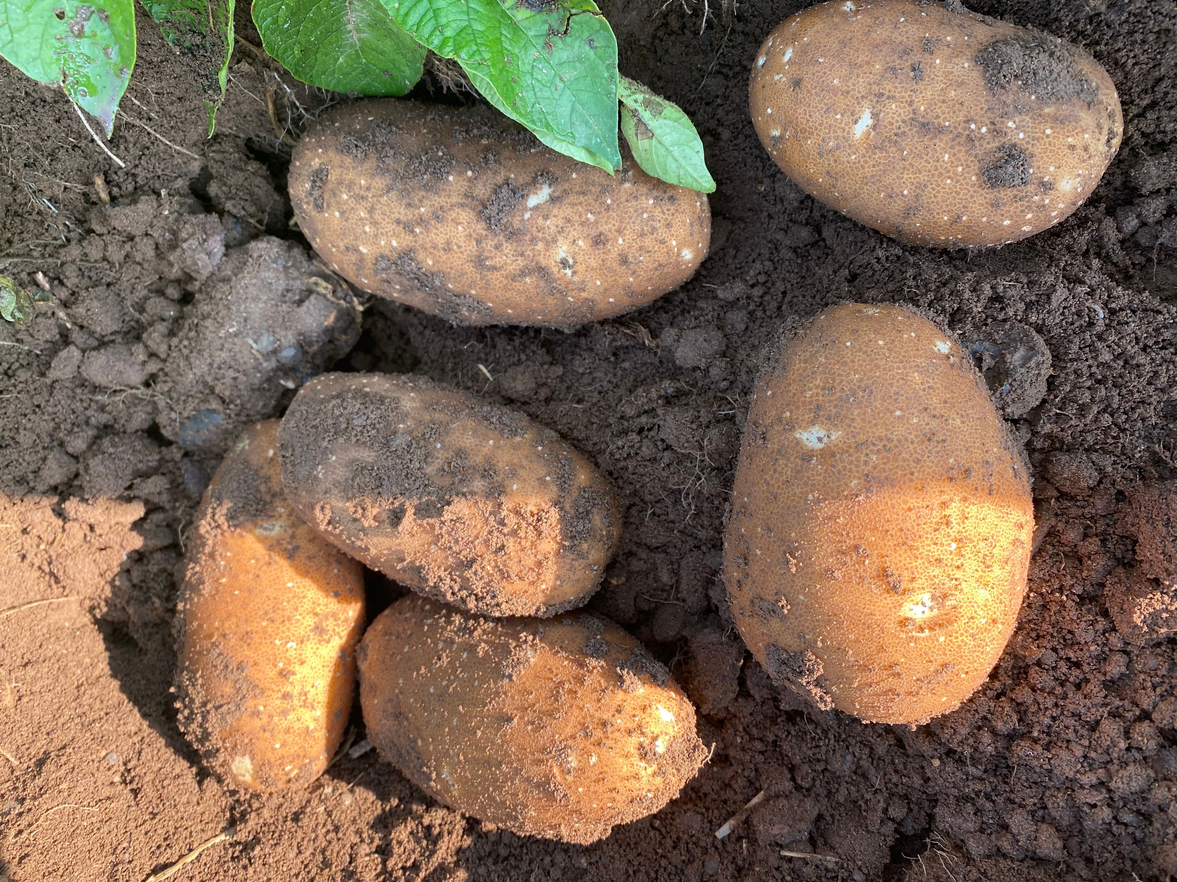 Russet Potatoes